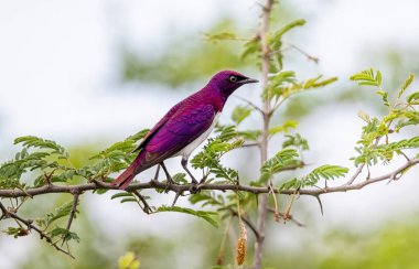 Güney Afrika savanasındaki bir ağaca tünemiş Violet destekli bir Starling.