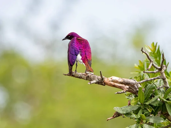 Starling Apoiado Pela Violet Empoleirado Numa Árvore Savana África Austral — Fotografia de Stock