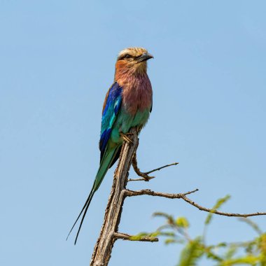 Güney Afrika savanasındaki bir ağaca tünemiş leylak göğüslü bir Roller.