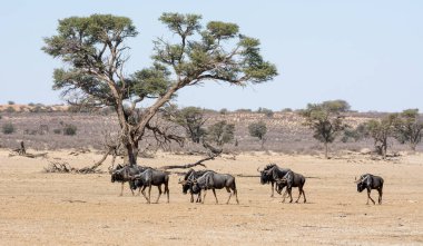 Güney Afrika 'daki Kalahari' de kurak bir nehir yatağını geçen Mavi Antilop sürüsü.