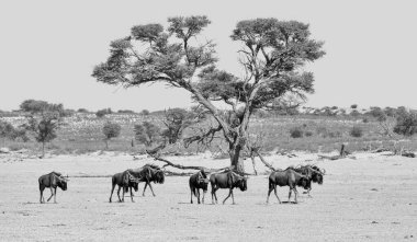 Güney Afrika 'daki Kalahari' de kurak bir nehir yatağını geçen Mavi Antilop sürüsü.