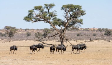 Güney Afrika 'daki Kalahari' de kurak bir nehir yatağını geçen Mavi Antilop sürüsü.