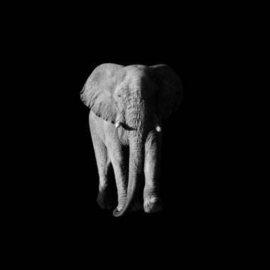 Bir Afrika filinin tek renkli portresi