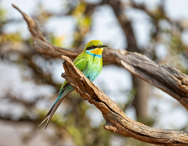 A Swallow-tailed Bee-eater perched in a tree in Southern African savannah