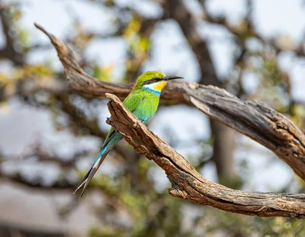 Devorador Abejas Cola Golondrina Posado Árbol Sabana Del Sur África — Foto de Stock