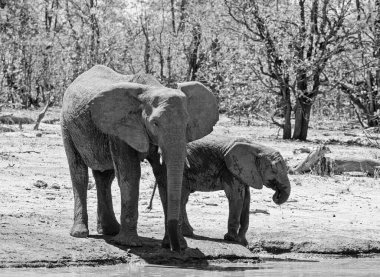 Afrika filleri Güney Afrika savanasında bir su birikintisinde