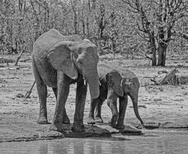 Afrika filleri Güney Afrika savanasında bir su birikintisinde