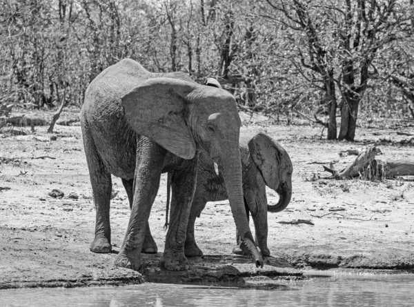 African Elephants at a watering hole in Southern African savannah