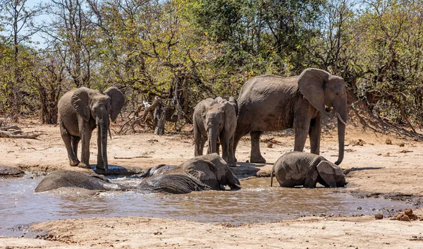 African Elephants at a watering hole in Southern African savannah