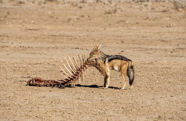 Chacal Dos Noir Avec Colonne Vertébrale Une Antilope Dans Savane — Photo