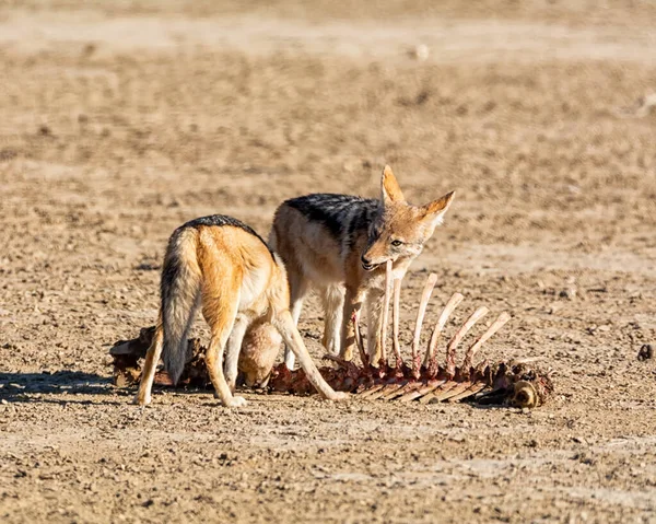 南アフリカのサバンナでカモシカの背骨を持つ黒のジャッカルのペア — ストック写真