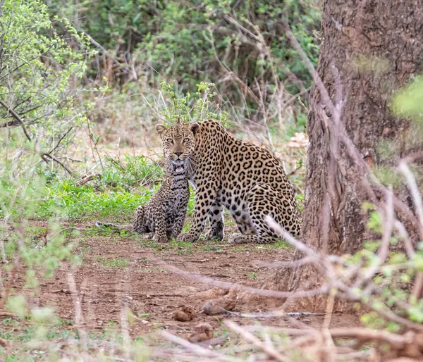 Uma Mãe Leopardo Seu Filhote Debaixo Uma Árvore Onde Ela — Fotografia de Stock