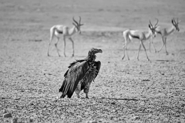 Abutre Cara Lappet Que Está Chão Savannah África Austral — Fotografia de Stock