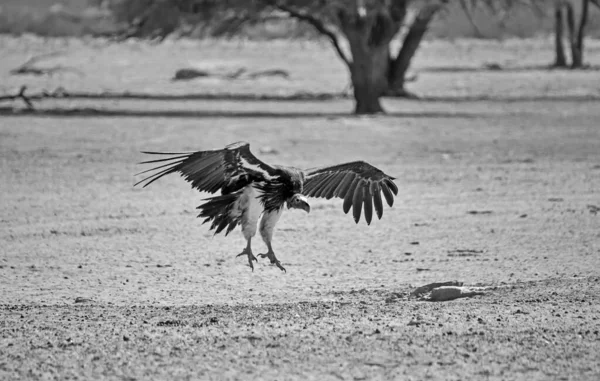 Buitre Con Cara Lappet Aterrizando Sabana Sur África —  Fotos de Stock