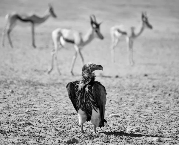 Крилате Обличчя Vulture Стоячи Землі Саванні Південній Африці — стокове фото