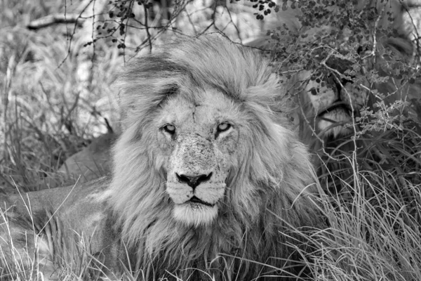 Lion Mâle Reposant Ombre Dans Savane Afrique Australe — Photo