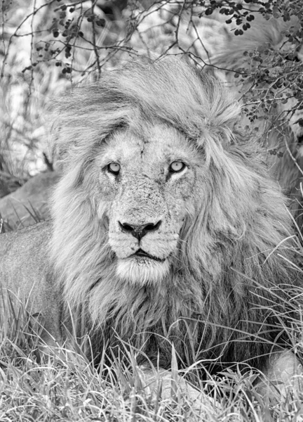 Leão Macho Descansando Sombra Savana África Austral — Fotografia de Stock