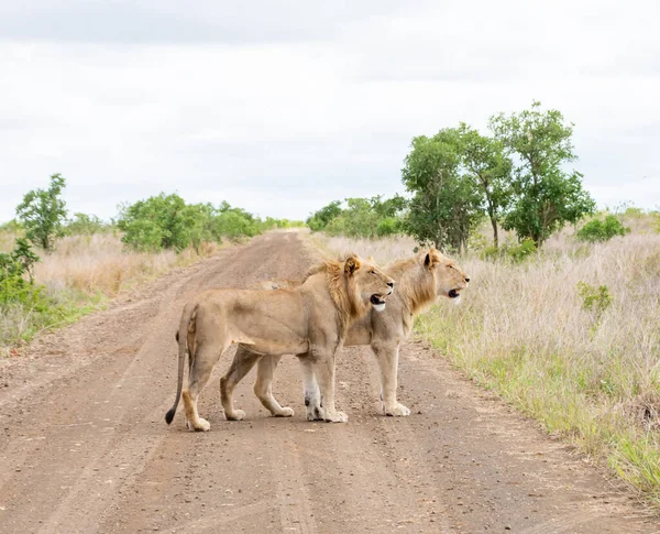 A pair of male Lions standing on a dirt track in Southern African savannah