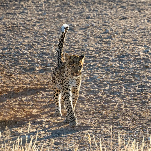 Léopard Marchant Soleil Matin Dans Savane Afrique Australe — Photo