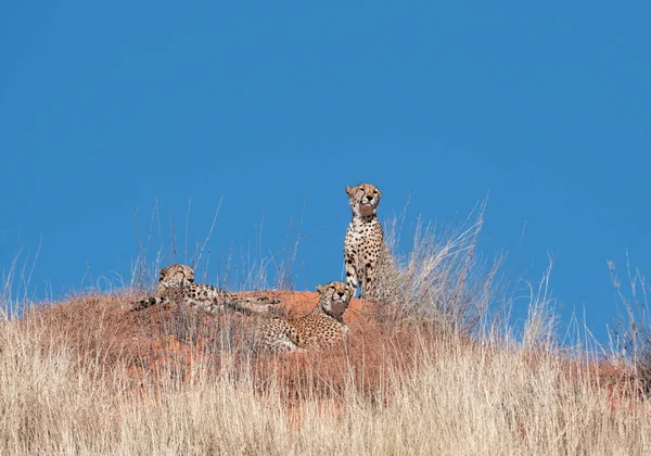 Trzy Gepardy Spoczywające Wydmie Południowoafrykańskiej Sawannie — Zdjęcie stockowe