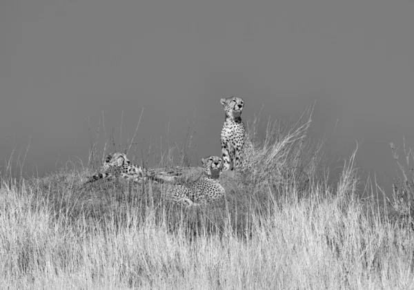 Três Chitas Descansando Cima Uma Duna Savana África Austral — Fotografia de Stock