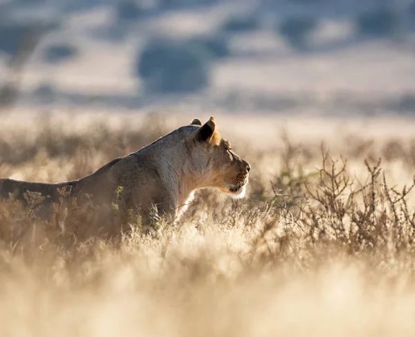 Awomen Lion Southern African Kalahari Grasslands — стокове фото