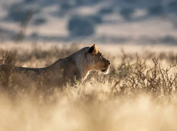 Afemale Lion Λειμώνες Καλαχάρι Της Νότιας Αφρικής — Φωτογραφία Αρχείου