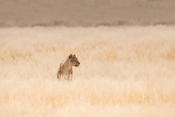 Afemale Lion Λειμώνες Καλαχάρι Της Νότιας Αφρικής — Φωτογραφία Αρχείου