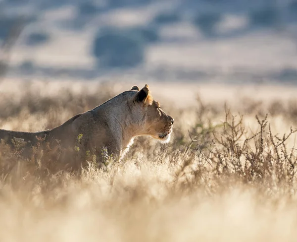 Afemale Lion Λειμώνες Καλαχάρι Της Νότιας Αφρικής — Φωτογραφία Αρχείου