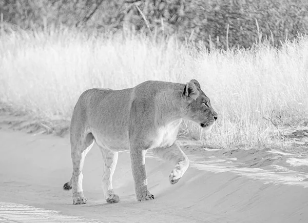 Lew Południowoafrykańskich Użytkach Zielonych Kalahari — Zdjęcie stockowe
