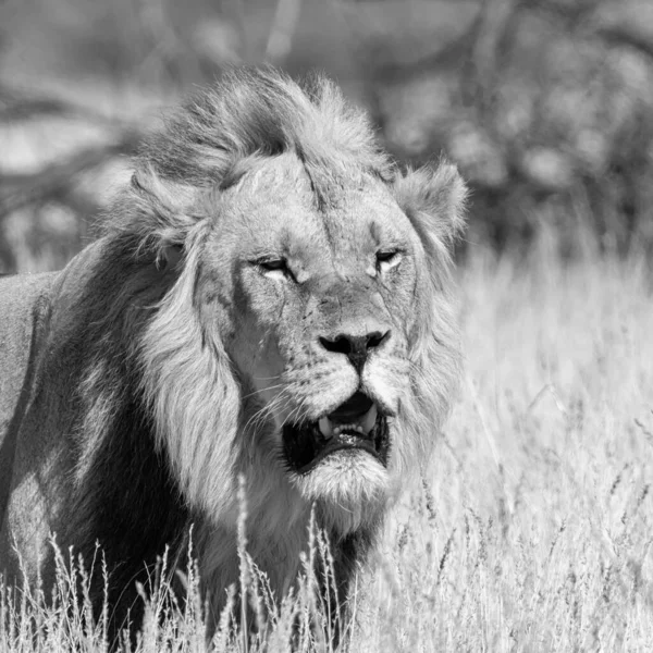 León Macho Kalahari Sabana Pastizales Sur África —  Fotos de Stock