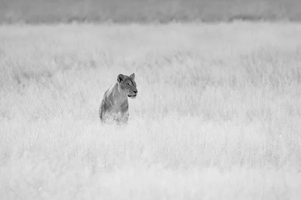 Afemale Lion Λειμώνες Καλαχάρι Της Νότιας Αφρικής — Φωτογραφία Αρχείου