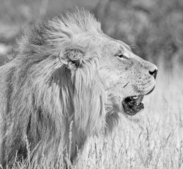 南部非洲卡拉哈里草原草原草原上的一头雄狮 — 图库照片