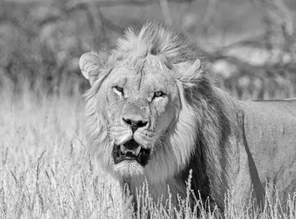 Ένα Αρσενικό Λιοντάρι Στη Σαβάνα Λιβαδιών Καλαχάρι Στη Νότια Αφρική — Φωτογραφία Αρχείου