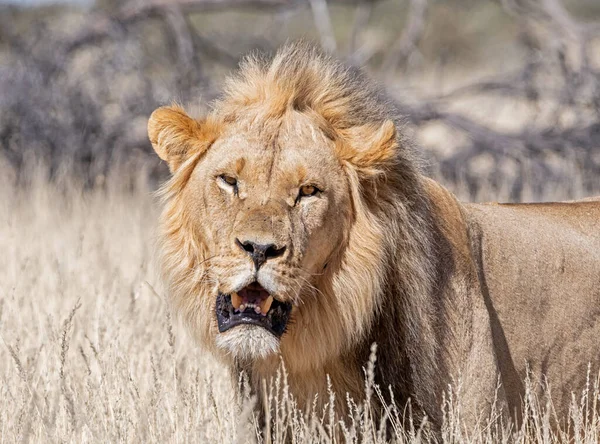 Leão Macho Kalahari Savana Pradaria África Austral — Fotografia de Stock