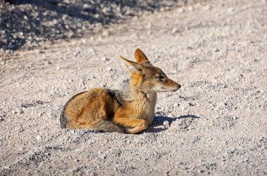 Güney Afrika savanasında siyah sırtlı bir çakal portresi.