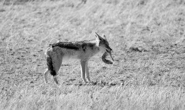 Siyah sırtlı bir çakal, Güney Afrika savanasında Afrika yer sincabı yiyor.