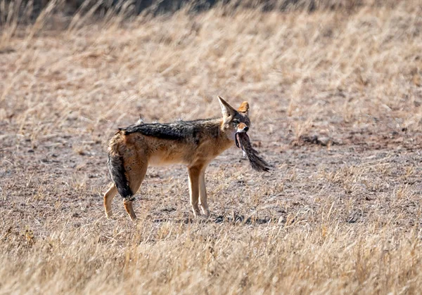 南アフリカのサバンナでアフリカの地面のリスを食べるブラックバックのジャッカル — ストック写真