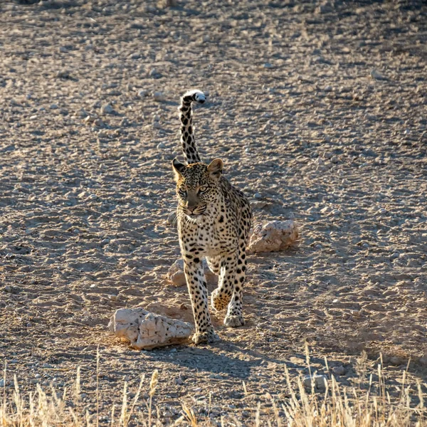 Léopard Femelle Dans Savane Afrique Australe — Photo