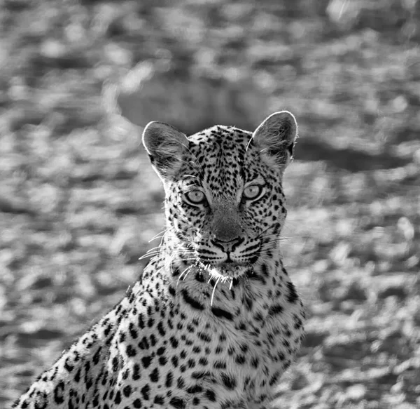 Самка Леопарда Южноафриканской Саванне — стоковое фото