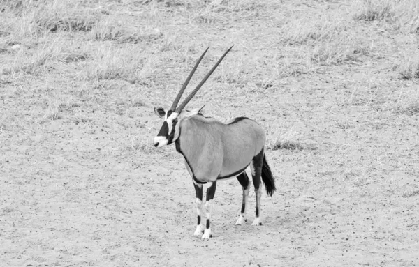 Antylopa Gemsbok Południowoafrykańskiej Sawannie — Zdjęcie stockowe