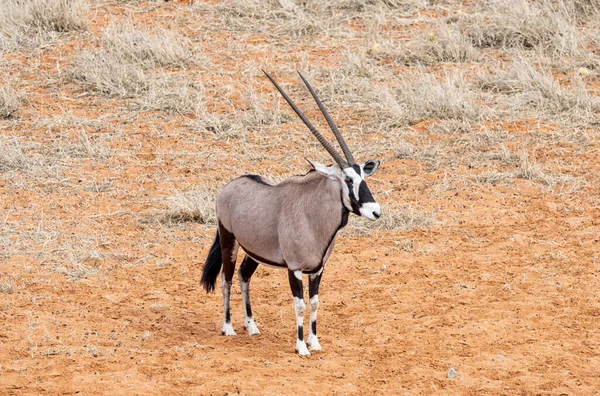 Een Gemsbok Antilope Zuidelijk Afrika Savanne — Stockfoto