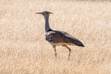 Güney Afrika savanasında yiyecek arayan bir Kori Bustard.