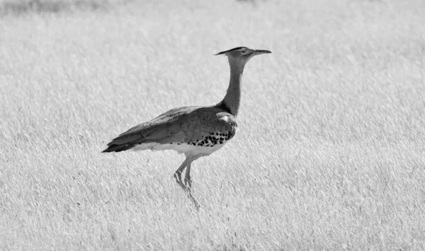 Kori Bustard Żeruje Południowoafrykańskiej Sawannie — Zdjęcie stockowe