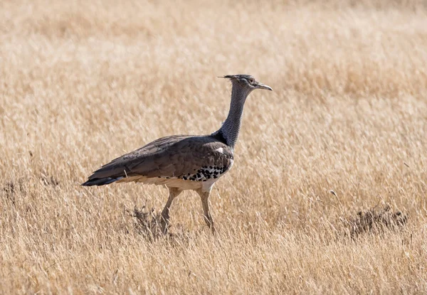 Kori Bustard Foraging Southern African Savannah — Stock Photo, Image