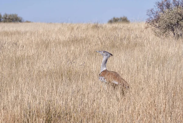 Egy Kori Bustard Gyűjtögetés Dél Afrikai Szavannában — Stock Fotó