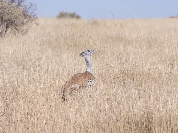 Kori Bustard Foraging Southern African Savannah — Stock Photo, Image