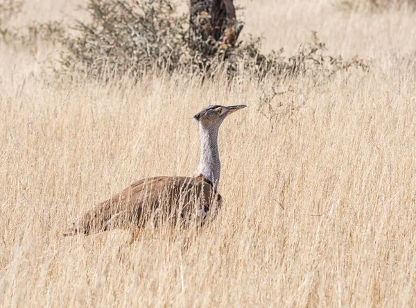 Egy Kori Bustard Gyűjtögetés Dél Afrikai Szavannában — Stock Fotó