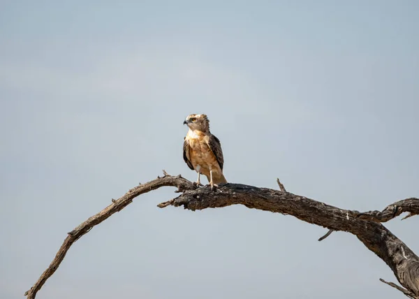 在南部非洲大草原的一棵树上栖息着一只年幼的黑胸蛇鹰 — 图库照片