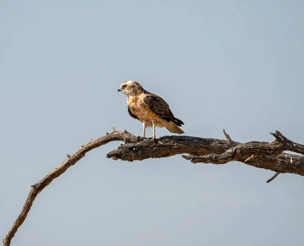 Ein Junger Schwarzbrust Schlangenadler Hockt Einem Baum Der Savanne Des — Stockfoto